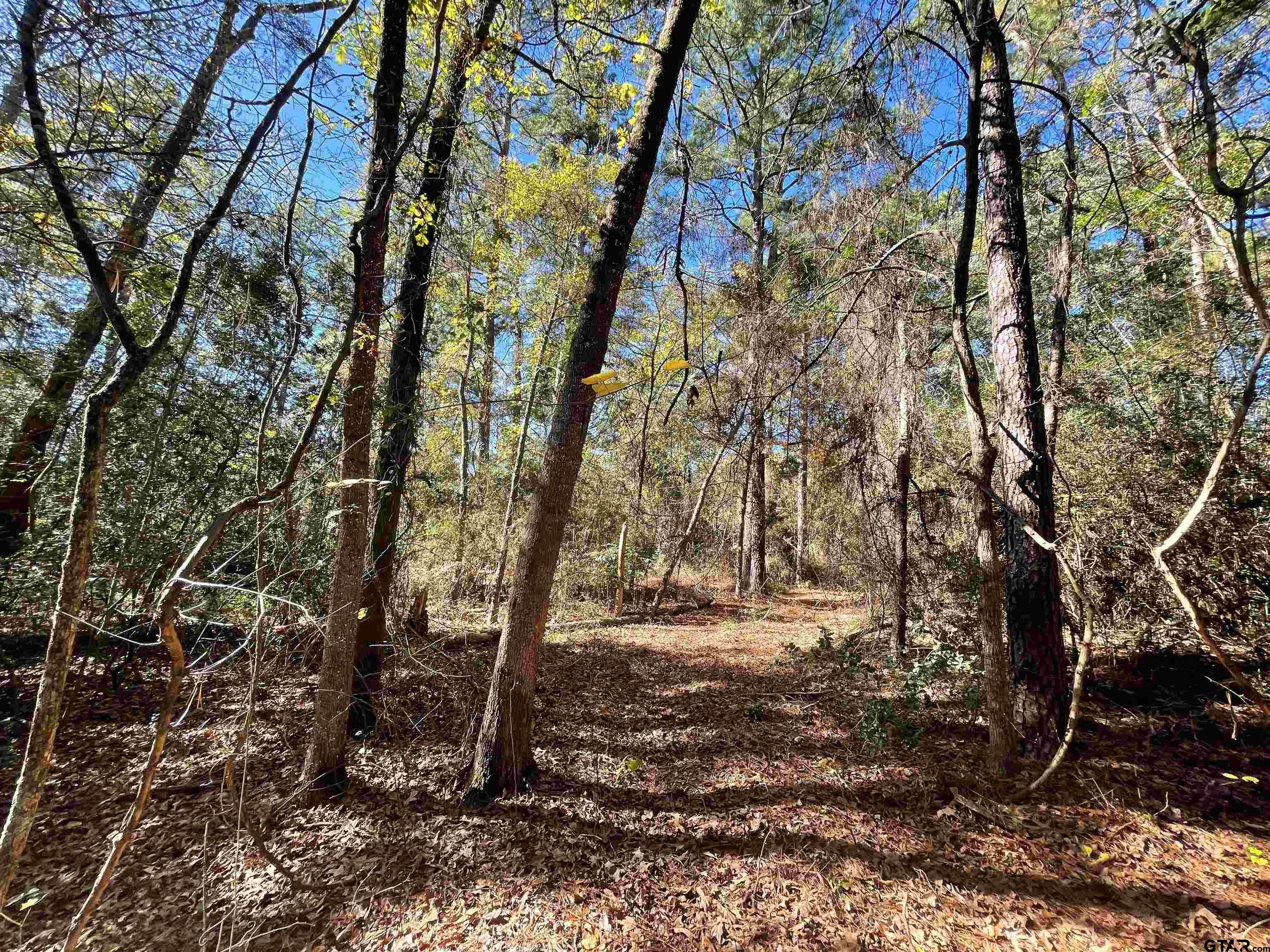 Tbd Autumn Wood Trail Holly Lake Ranch, TX 75765 - Photo 7 of 23