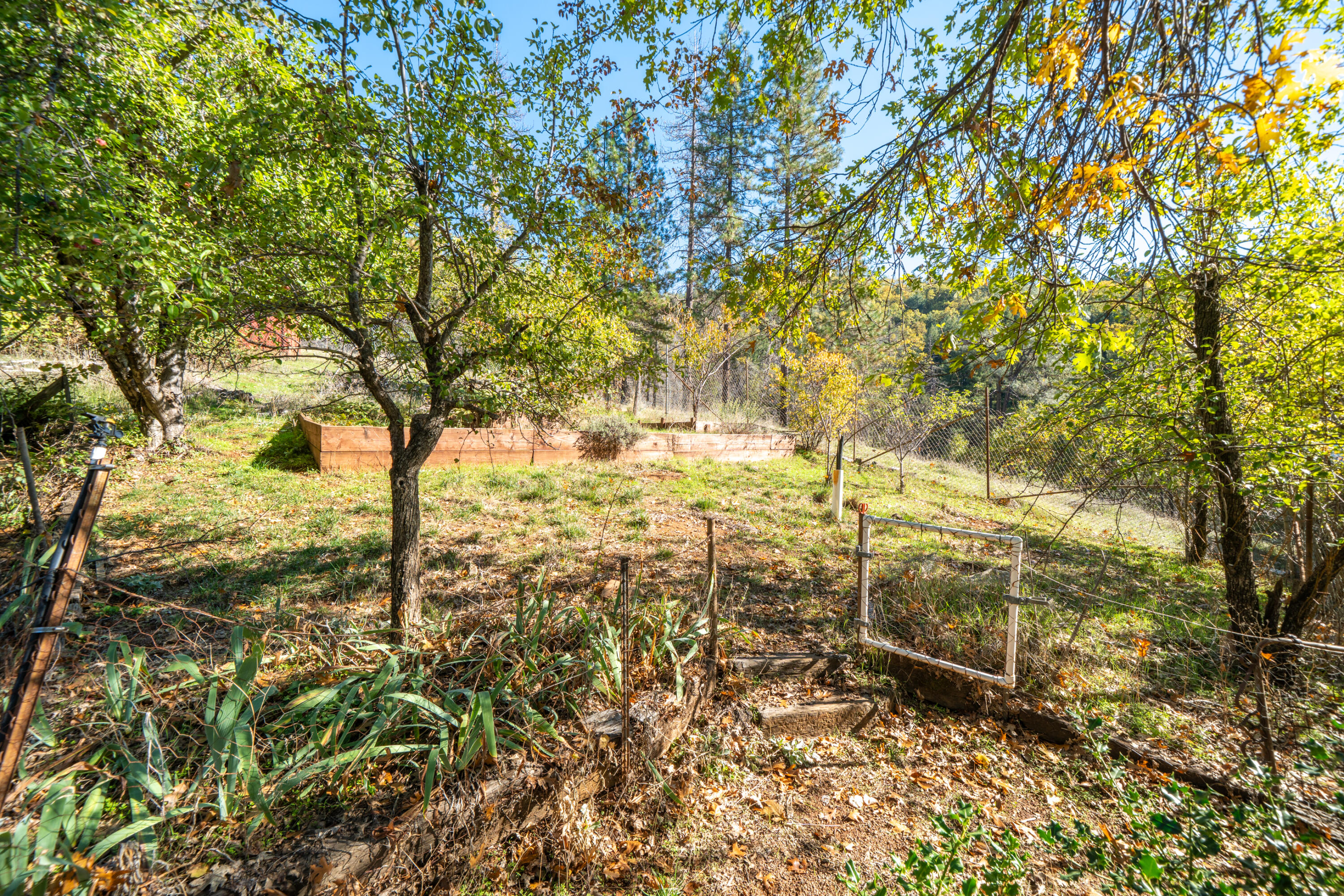 20389 Our Road Lakehead, CA 96051 - Photo 32 of 92 a view of a yard with large trees