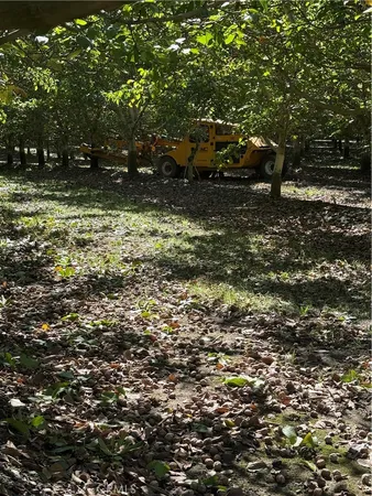 a view of a yard with plants and trees
