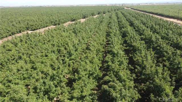 a view of a forest with a street
