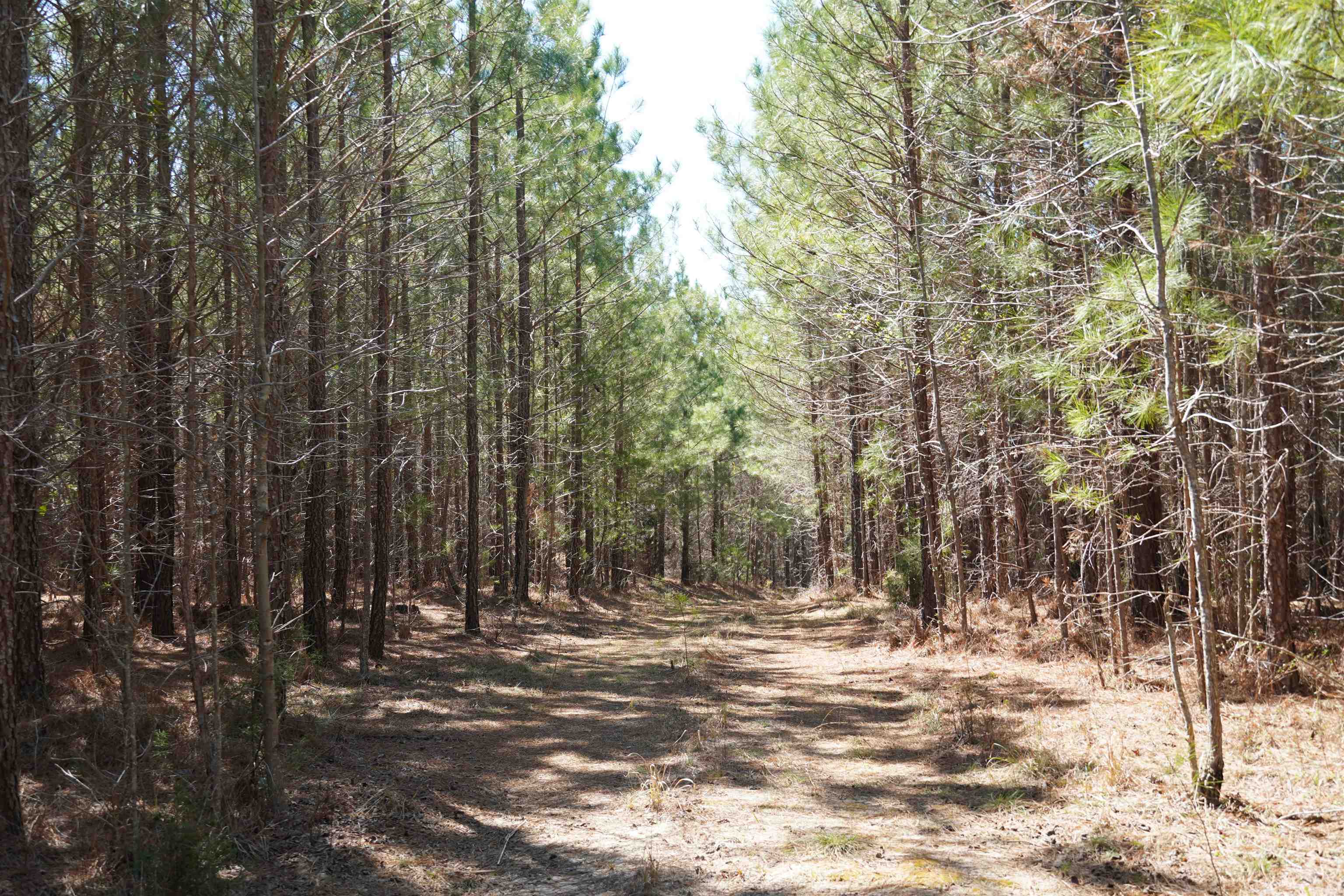 200 Davis Jeter Road Union, SC 29379 - Photo 3 of 12