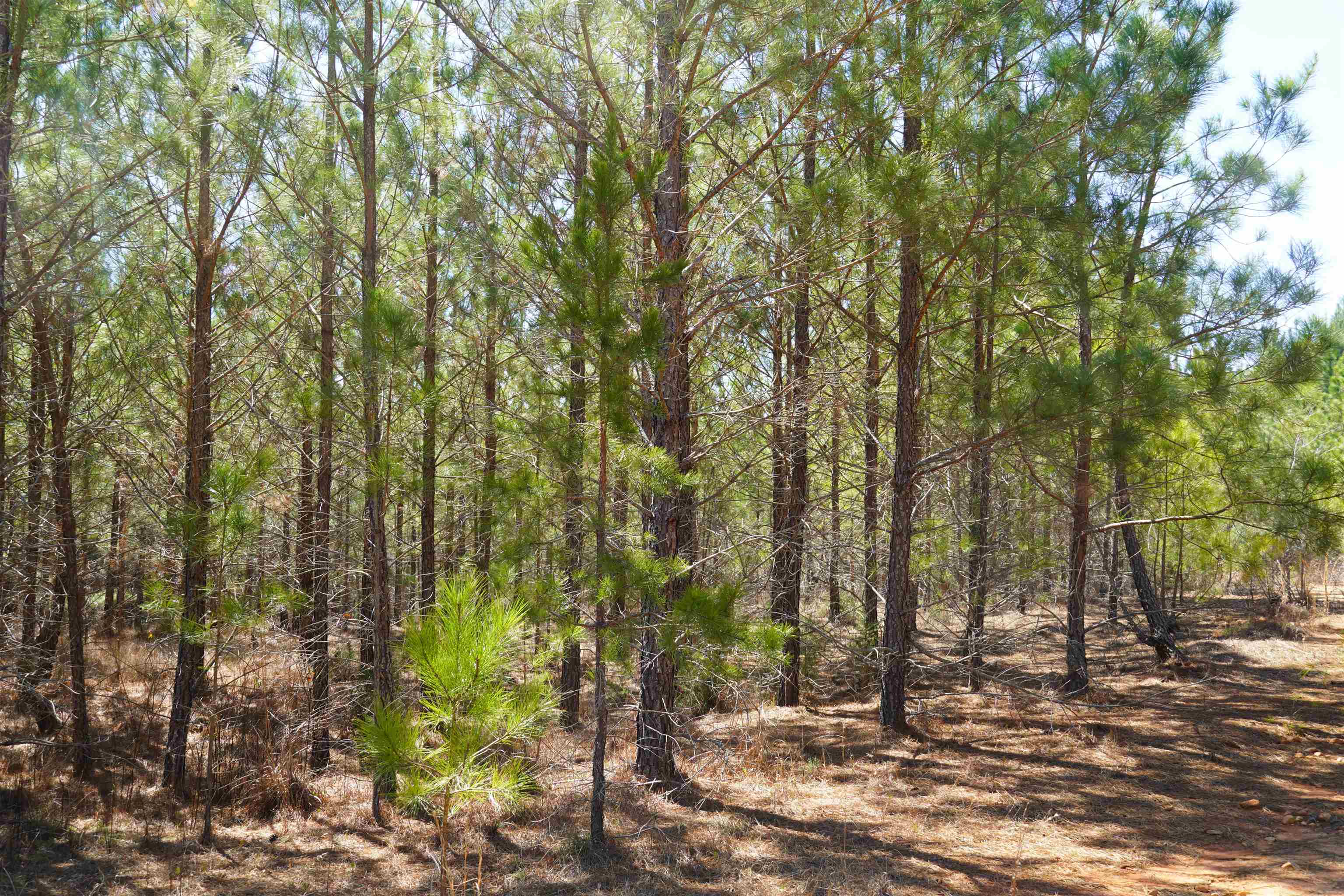 200 Davis Jeter Road Union, SC 29379 - Photo 8 of 12