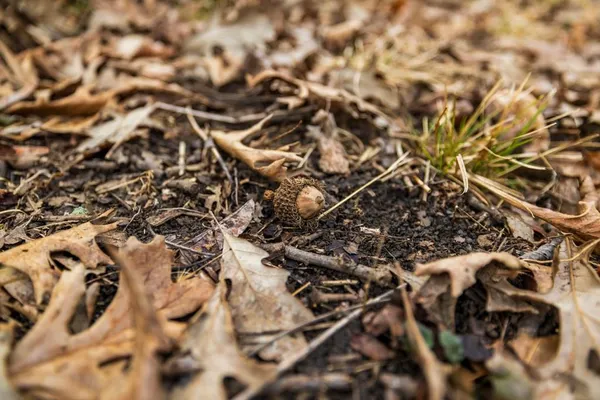 $325,000 | Tbd Northwest 871st Road, Centerview, MO 64019