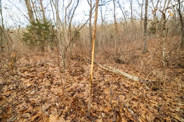 $325,000 | Tbd Northwest 871st Road, Centerview, MO 64019