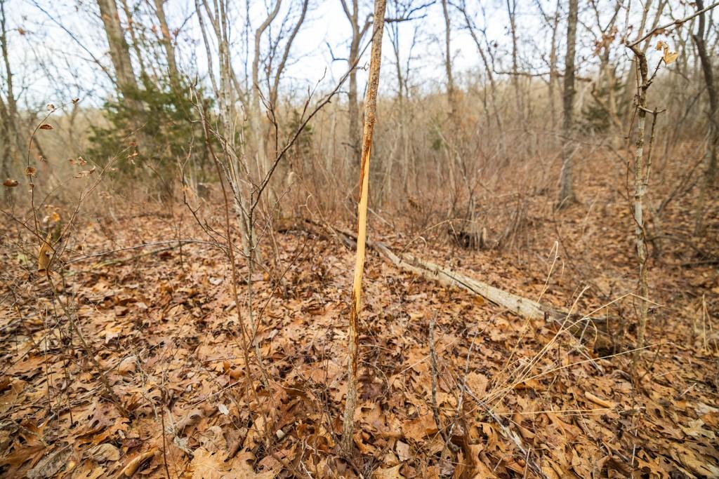 Tbd Northwest 871st Road Centerview, MO 64019 - Photo 43 of 60