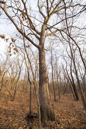 $325,000 | Tbd Northwest 871st Road, Centerview, MO 64019