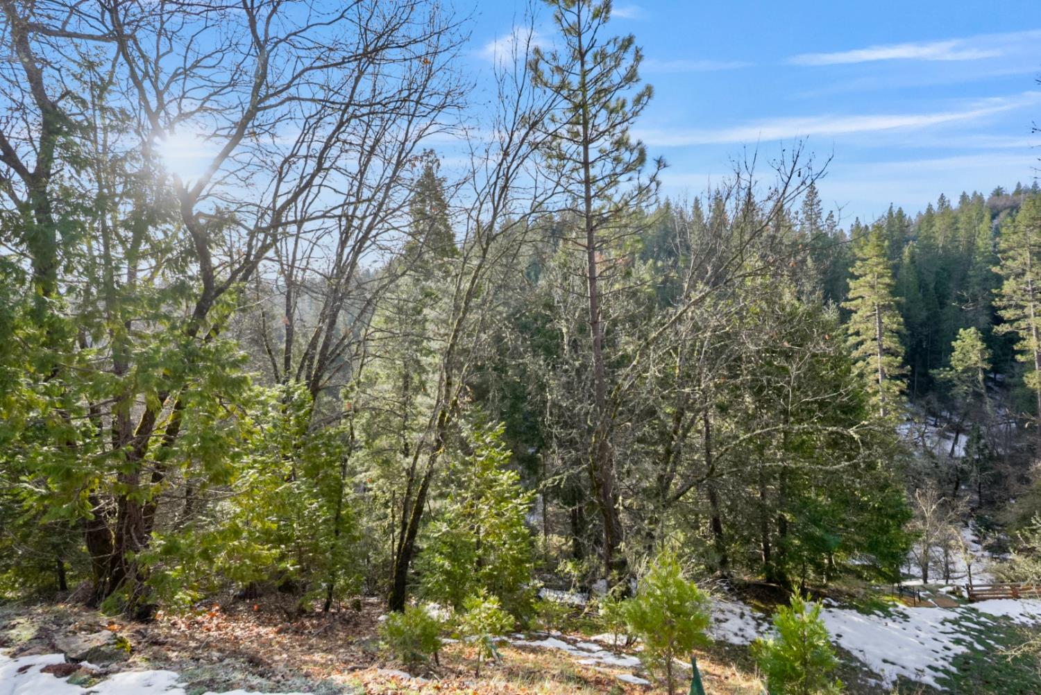 1191 Barney Way West Point, CA 95255 - Photo 3 of 19 a view of a forest filled with trees