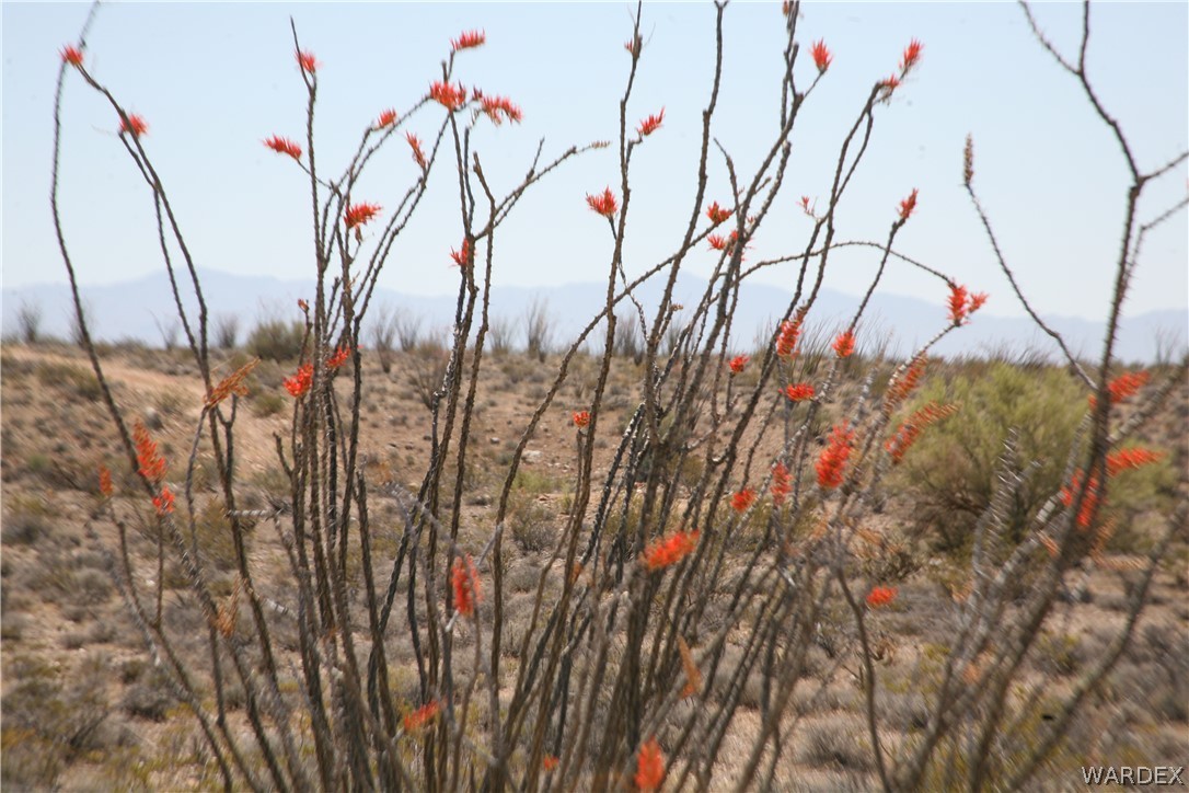 245-24-067a Lorton Road Yucca, AZ 86438 - Photo 35 of 42