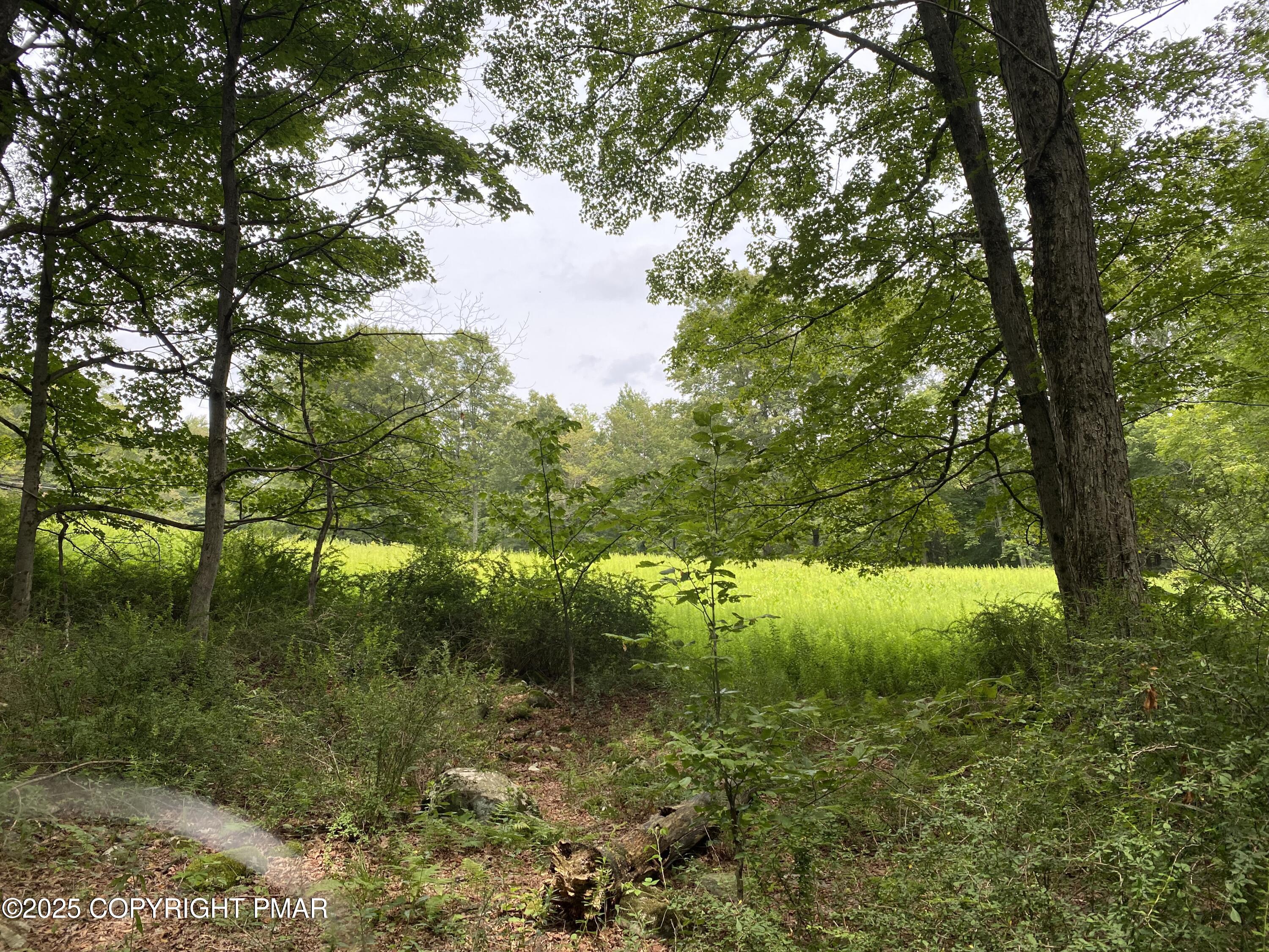 196 & 507 Newfoundland, PA 18445 - Photo 11 of 22 a view of a yard with a tree