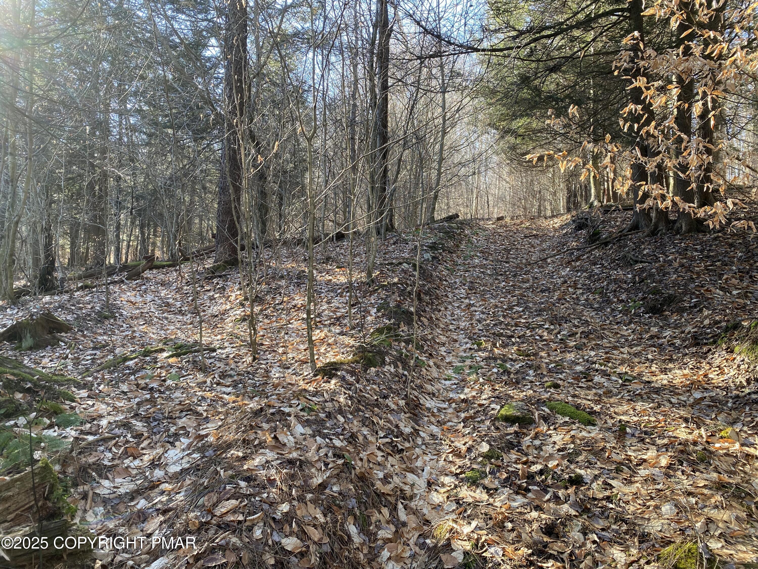 196 & 507 Newfoundland, PA 18445 - Photo 19 of 22 a view of a yard with trees