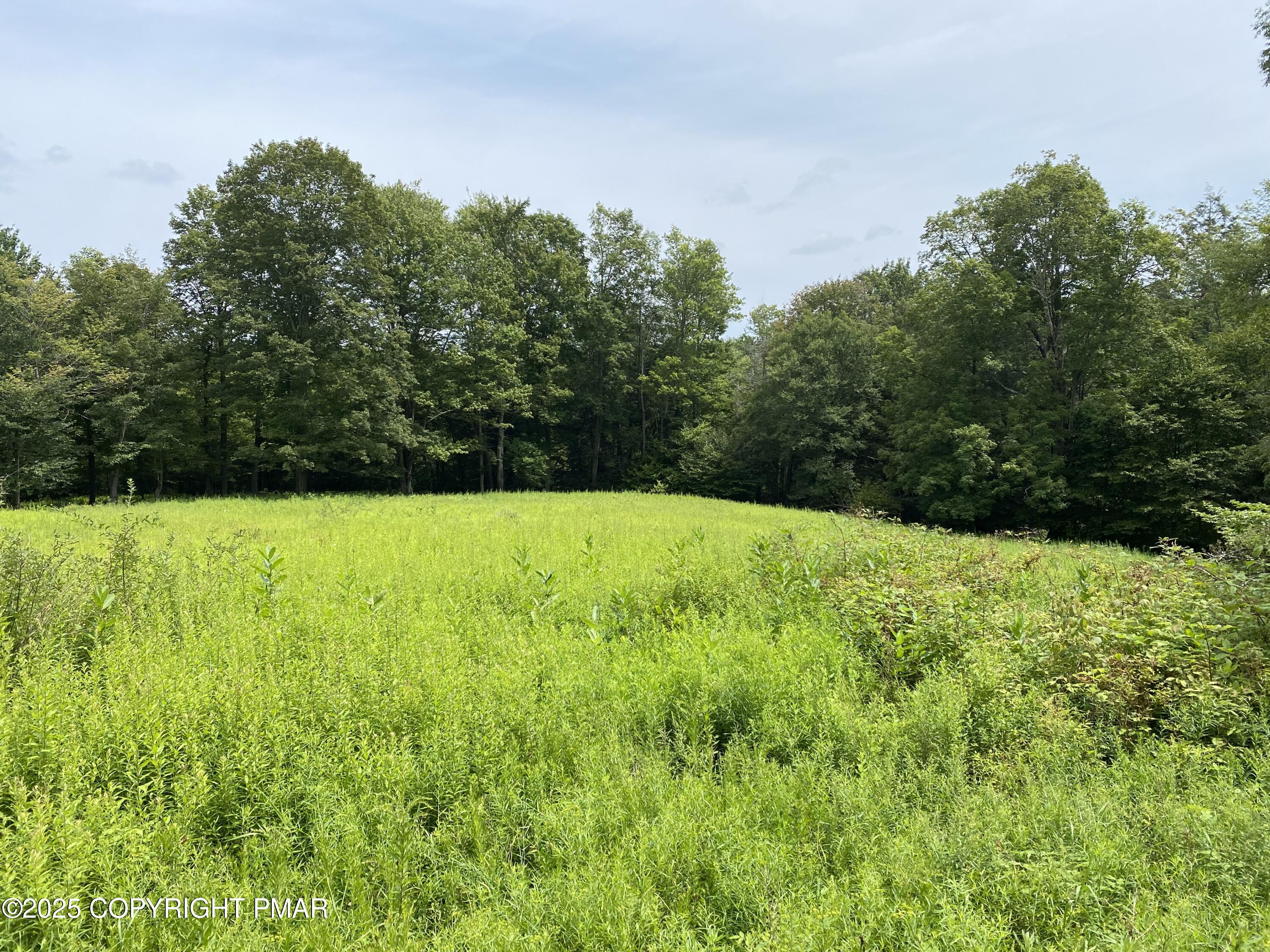196 & 507 Newfoundland, PA 18445 - Photo 4 of 22 a view of green field with trees in the background