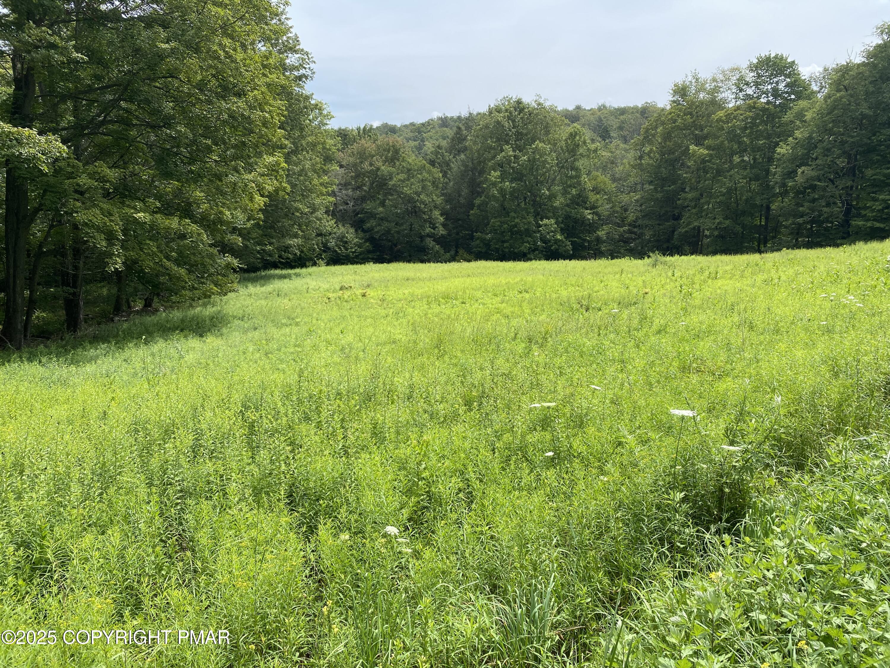 196 & 507 Newfoundland, PA 18445 - Photo 8 of 22 a view of backyard with green space