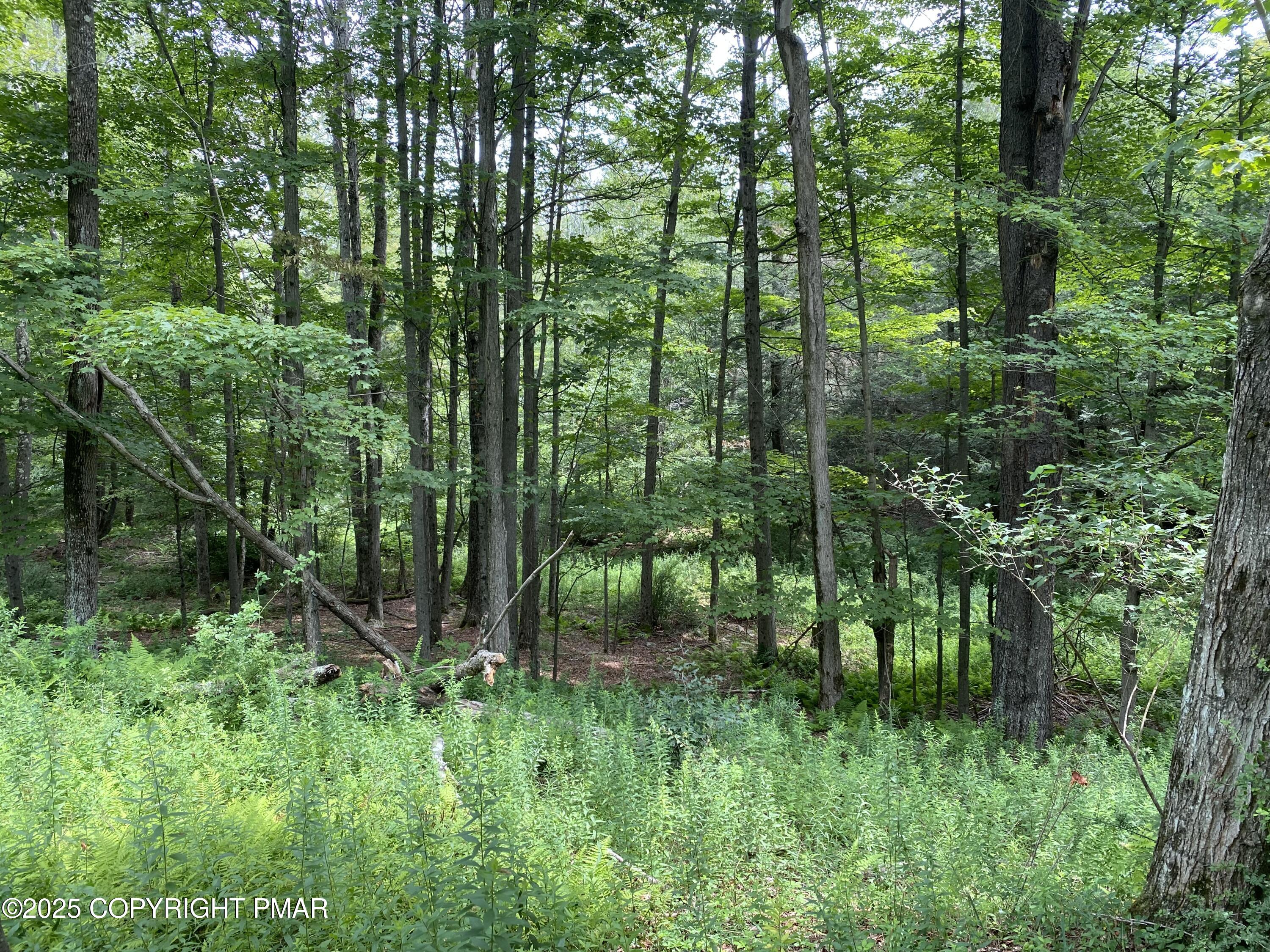 196 & 507 Newfoundland, PA 18445 - Photo 10 of 22 a view of outdoor space and green space