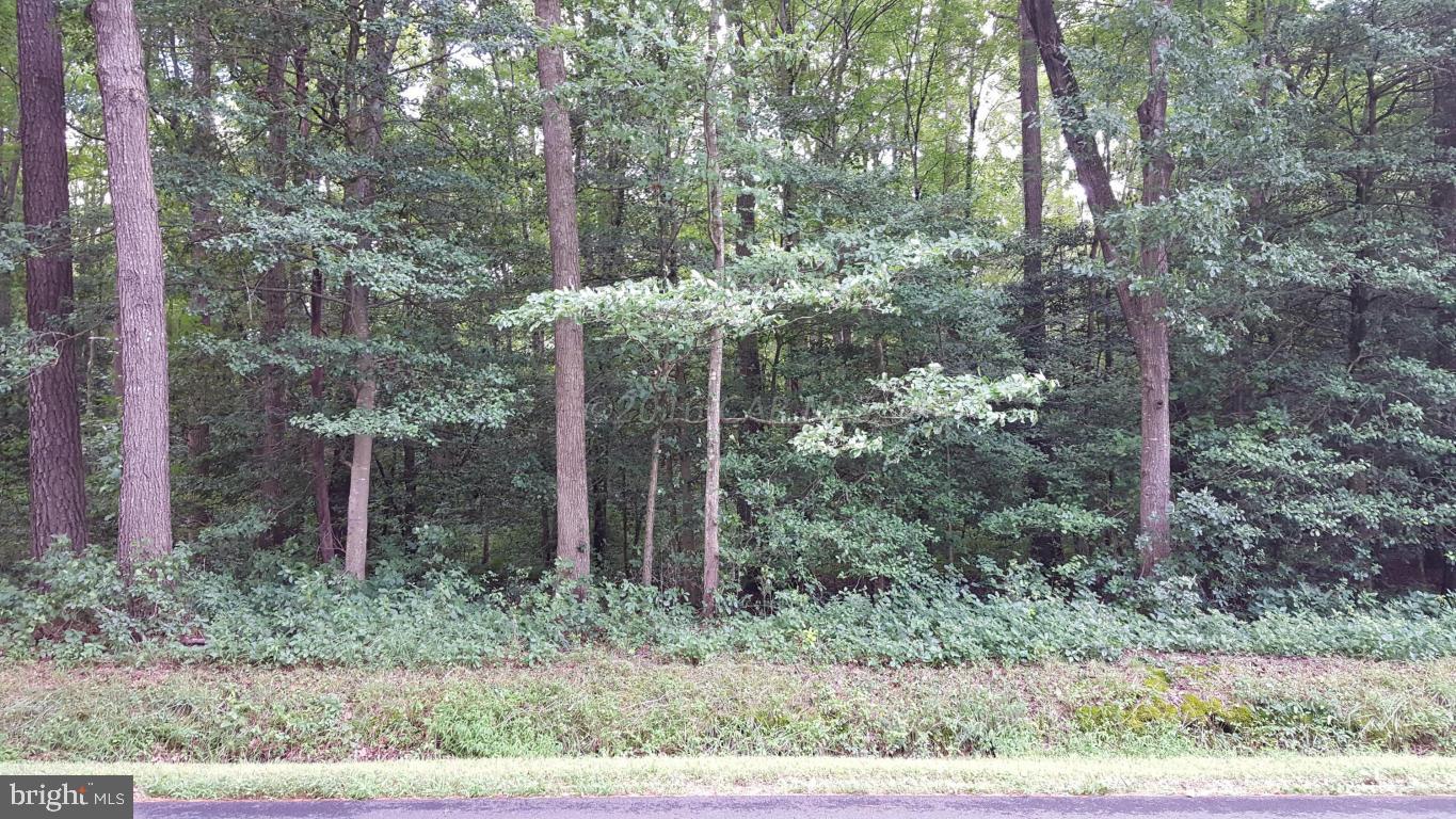 0 Johnson Neck Road Girdletree, MD 21829 - Photo 1 of 1 Gallery Image 1