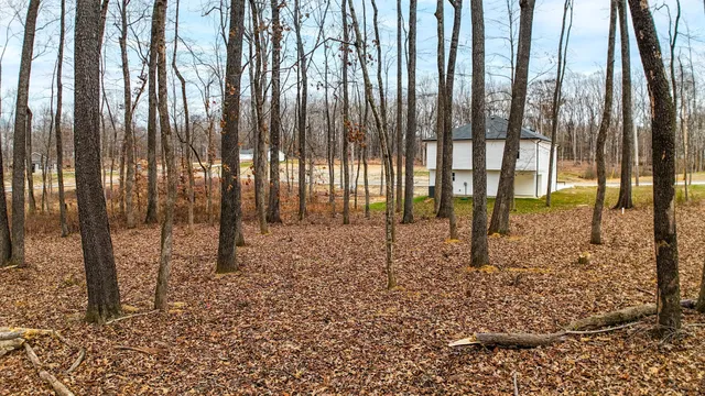 a view of tall trees in a park