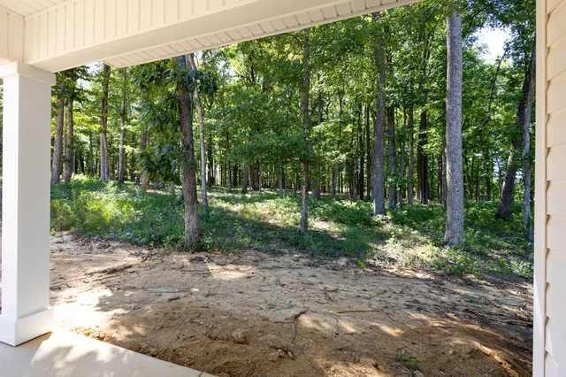 a view of a forest with trees in the background