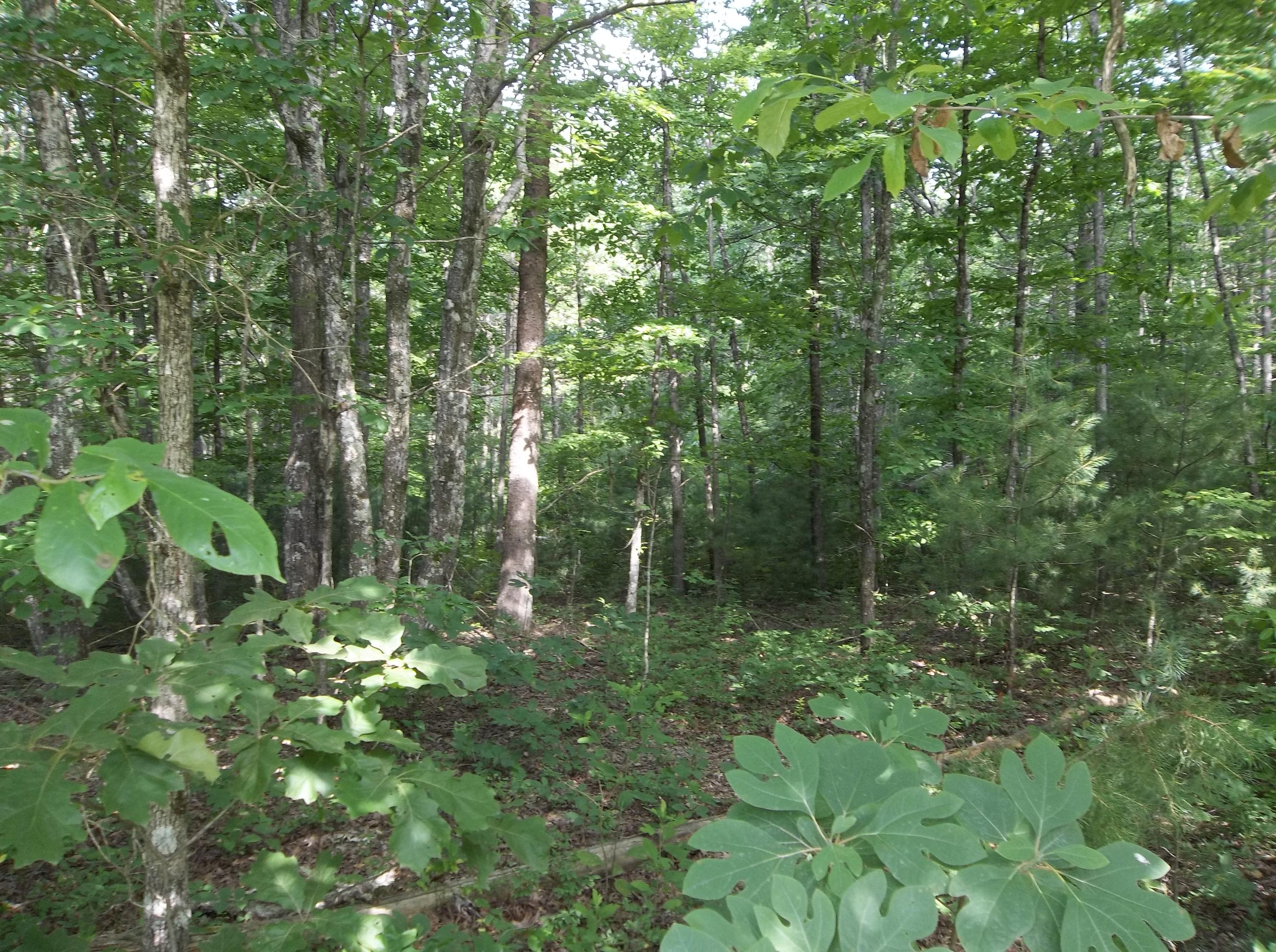 0 Lou Road, Unit 52 Pikeville, TN 37367 - Photo 6 of 9 100_3122