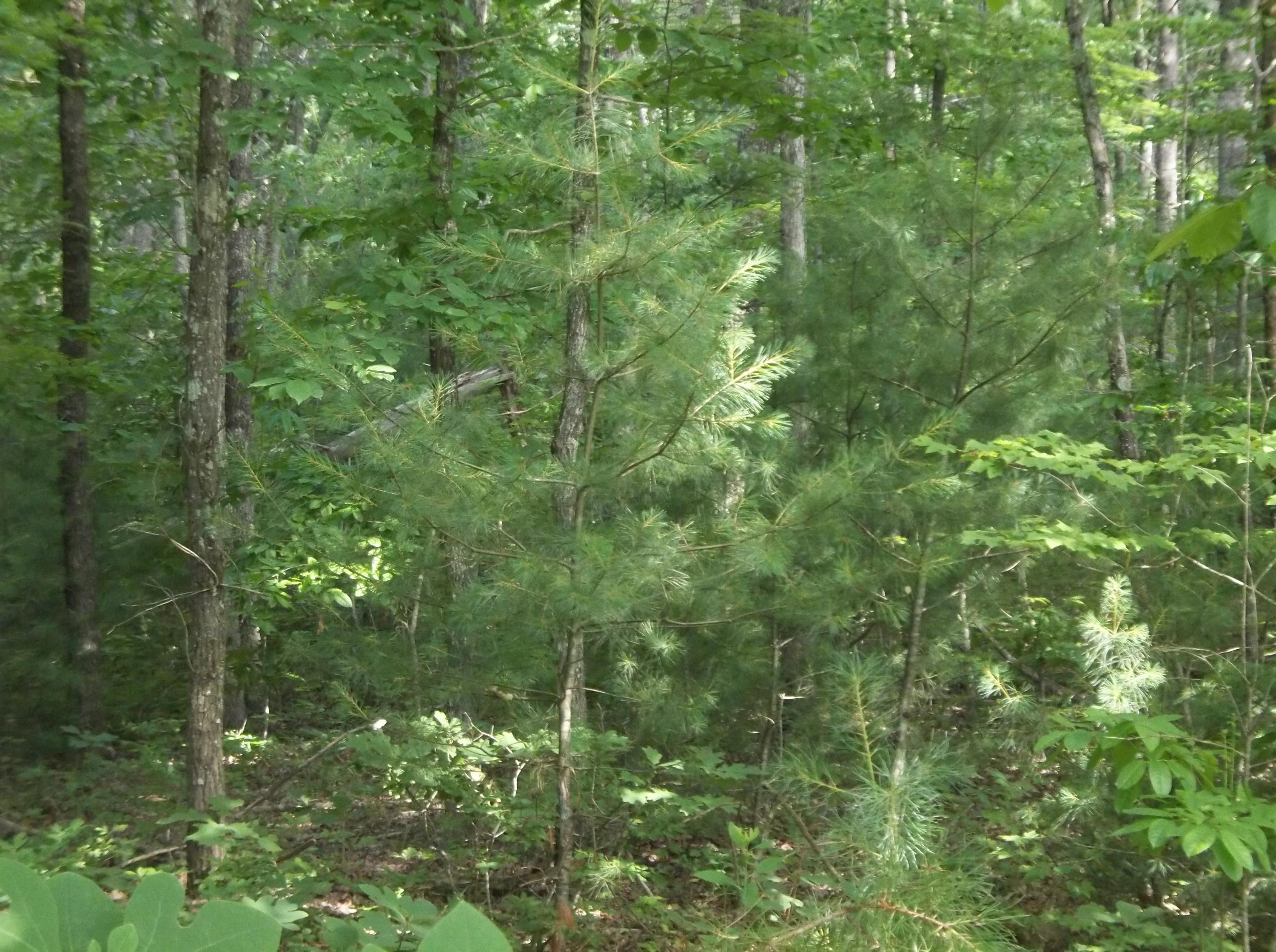 0 Lou Road, Unit 52 Pikeville, TN 37367 - Photo 7 of 9 100_3123