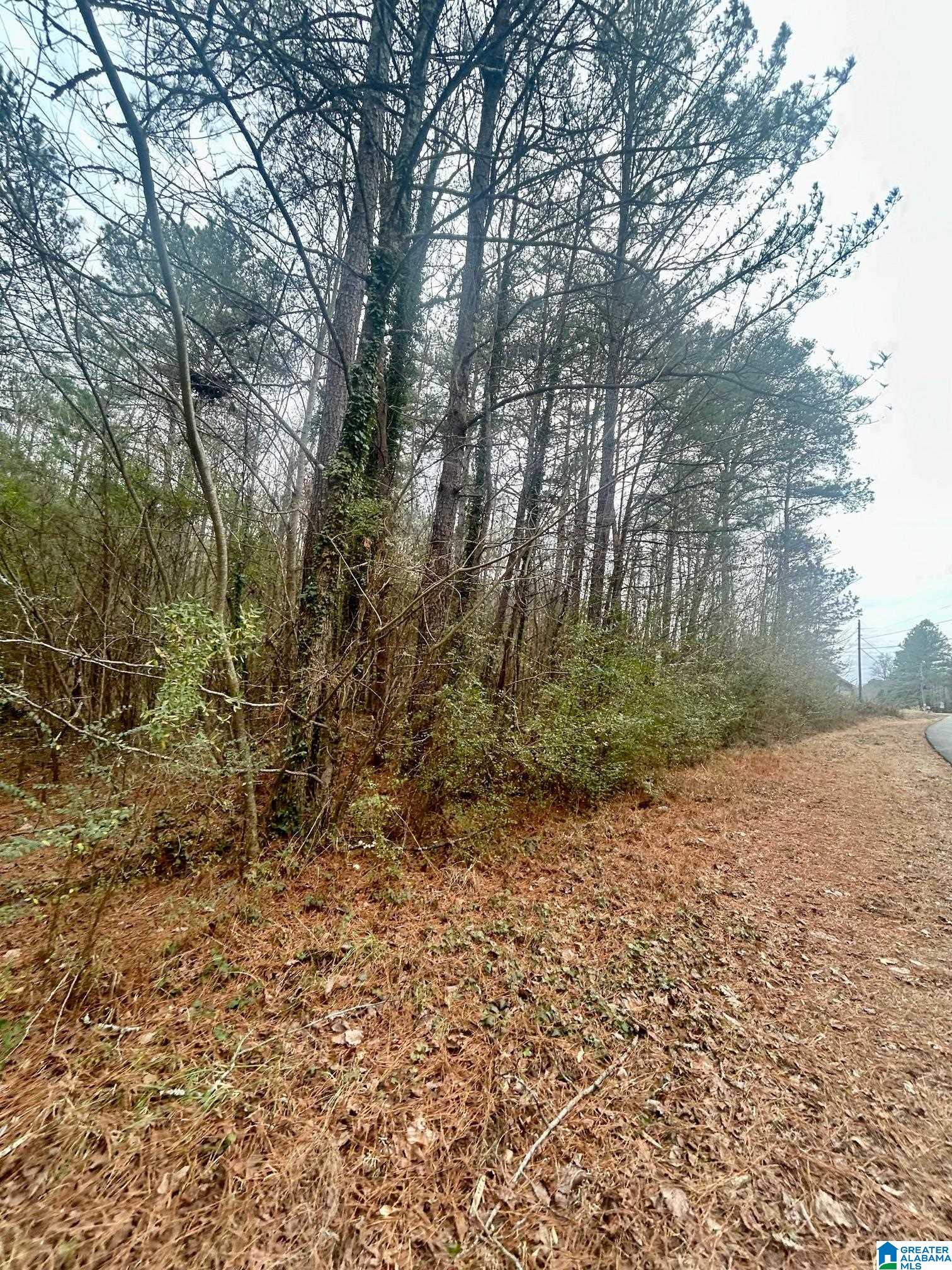Sequoyah Road, Unit TRACT 5 Pell City, AL 35128 - Photo 4 of 5
