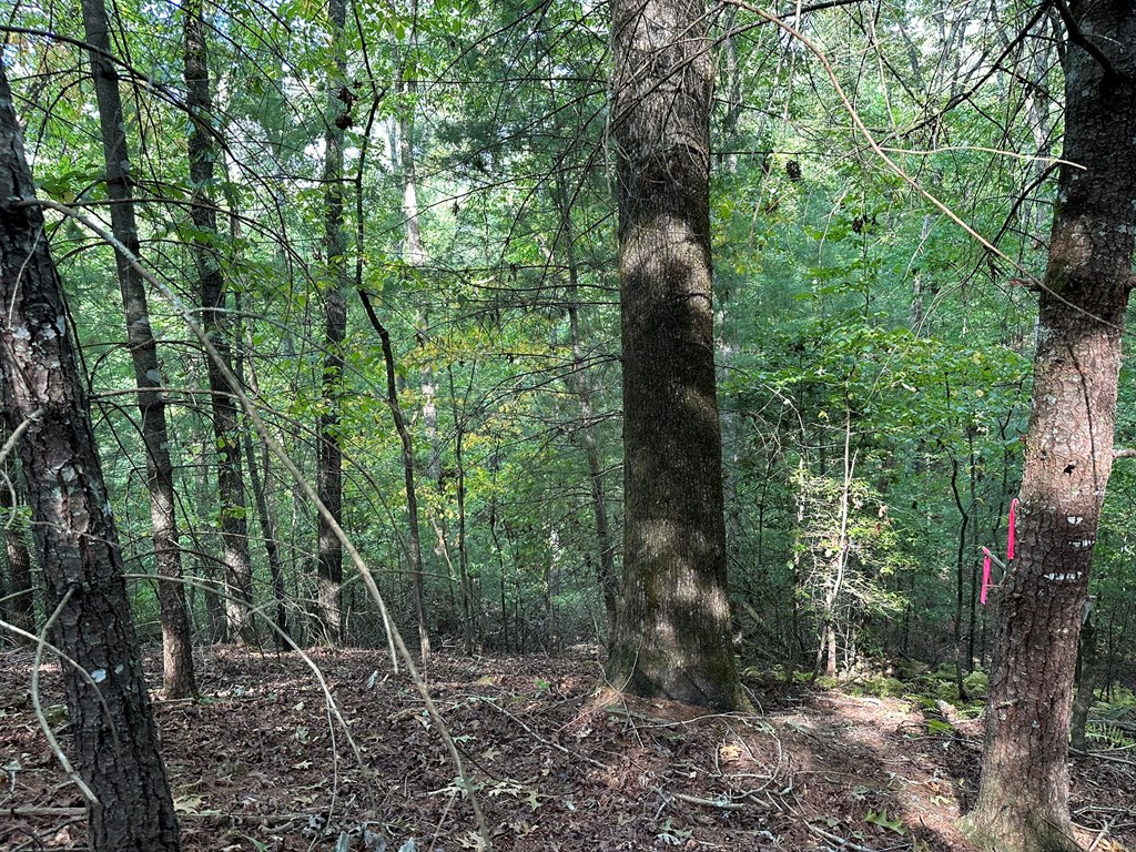 2 Kyle-arp Blue Ridge Blue Ridge, GA 30513 - Photo 31 of 39 Gallery Image 31