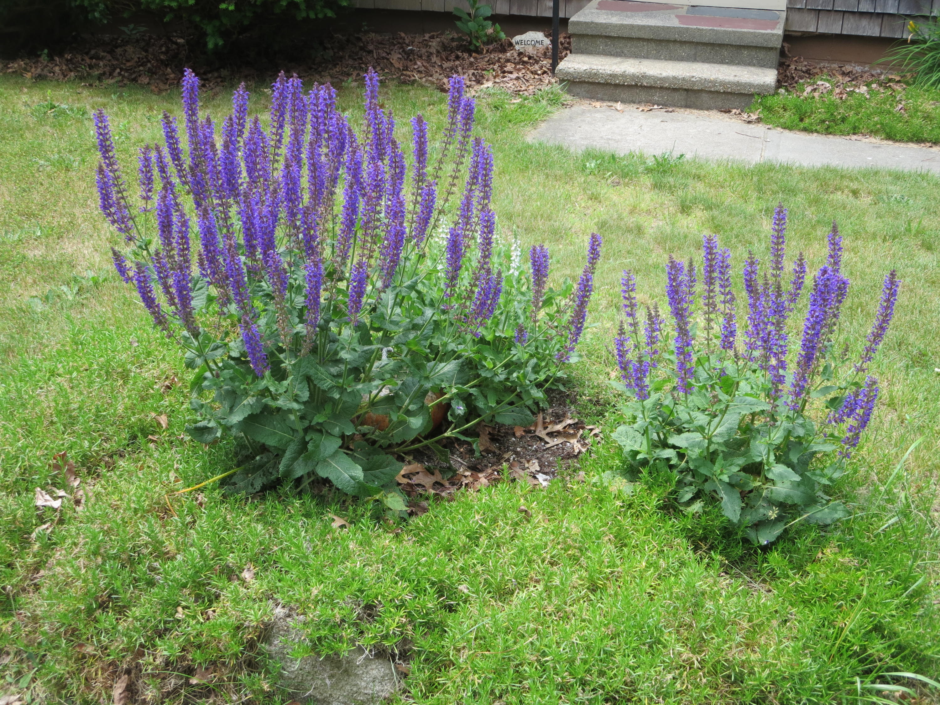 29 Kelley Road Hyannis, MA 02601 - Photo 20 of 21 a view of a flower in a garden