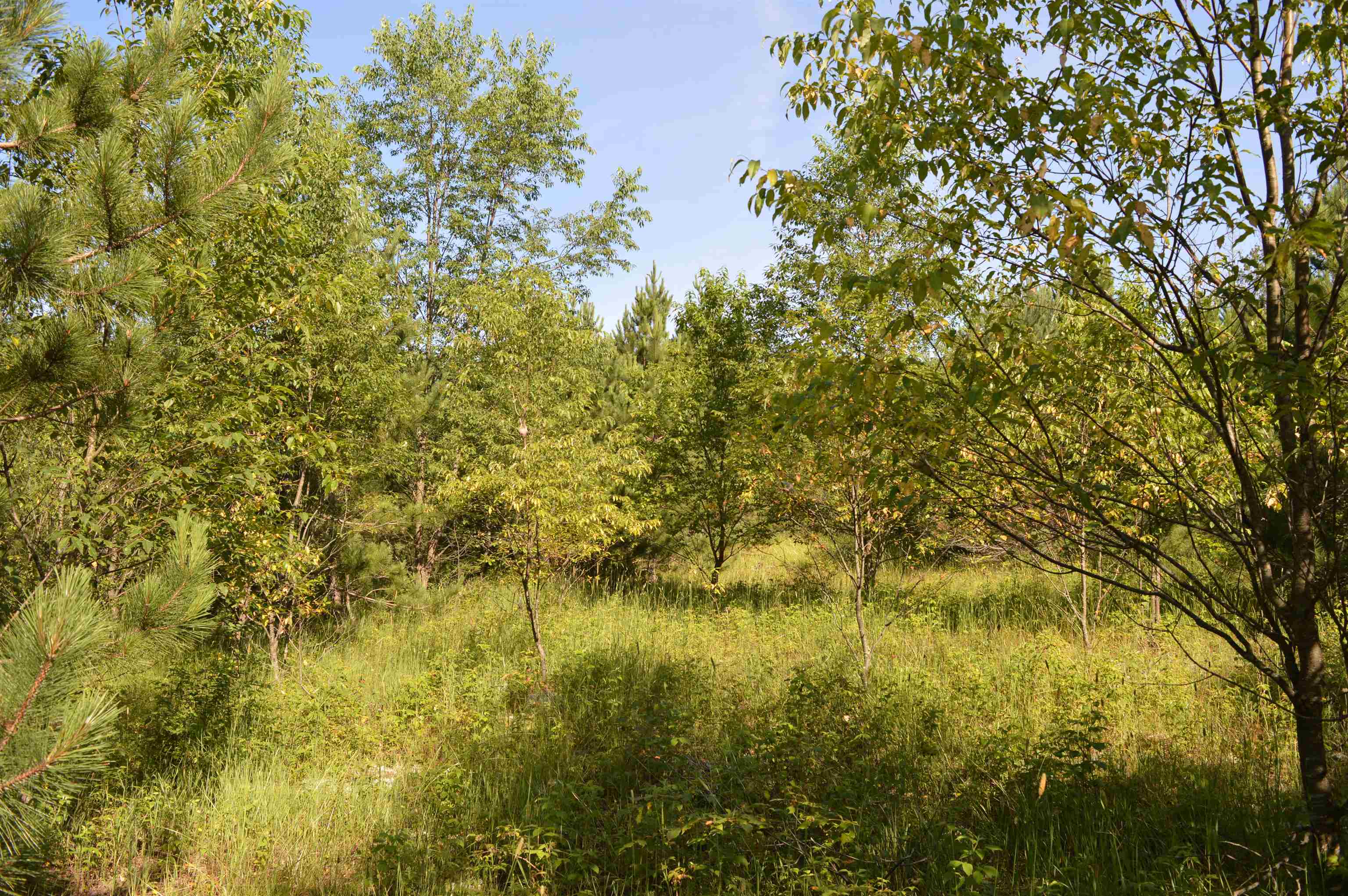 Northeast Holly Road, Unit LOT: A Kalkaska, MI 49646 - Photo 21 of 27