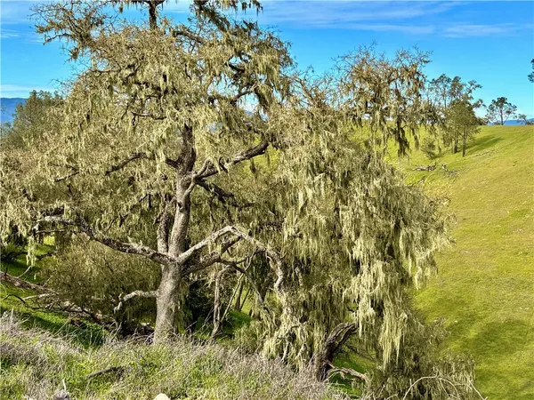 a view of a bunch of plants and flowers