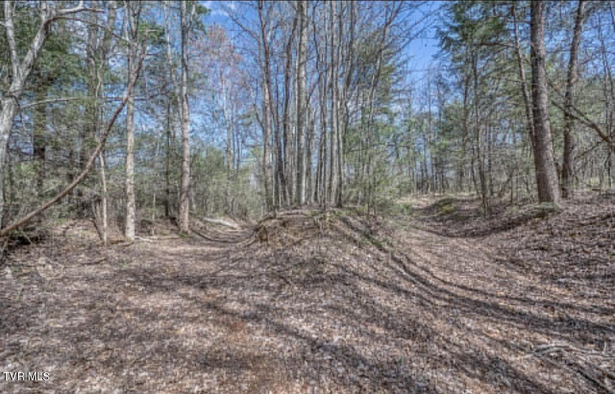Tbd Little Cassi Creek Road Chuckey, TN 37641 - Photo 11 of 24 IMG_7616