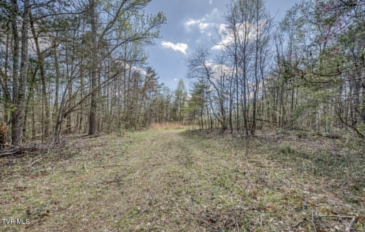Tbd Little Cassi Creek Road Chuckey, TN 37641 - Photo 12 of 24 IMG_7617
