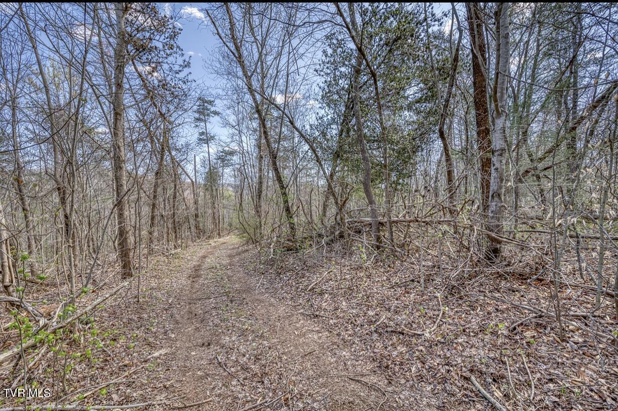 Tbd Little Cassi Creek Road Chuckey, TN 37641 - Photo 15 of 24 IMG_7621