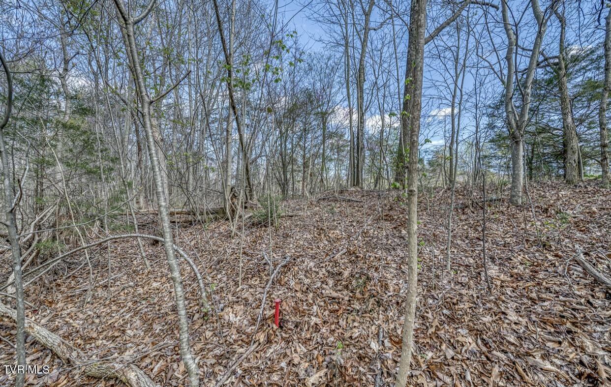 Tbd Little Cassi Creek Road Chuckey, TN 37641 - Photo 16 of 24 IMG_7618