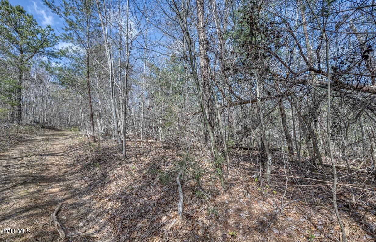Tbd Little Cassi Creek Road Chuckey, TN 37641 - Photo 17 of 24 IMG_7622
