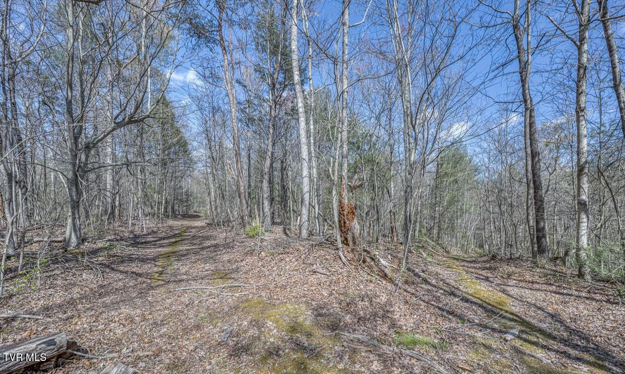 Tbd Little Cassi Creek Road Chuckey, TN 37641 - Photo 19 of 24 IMG_7624