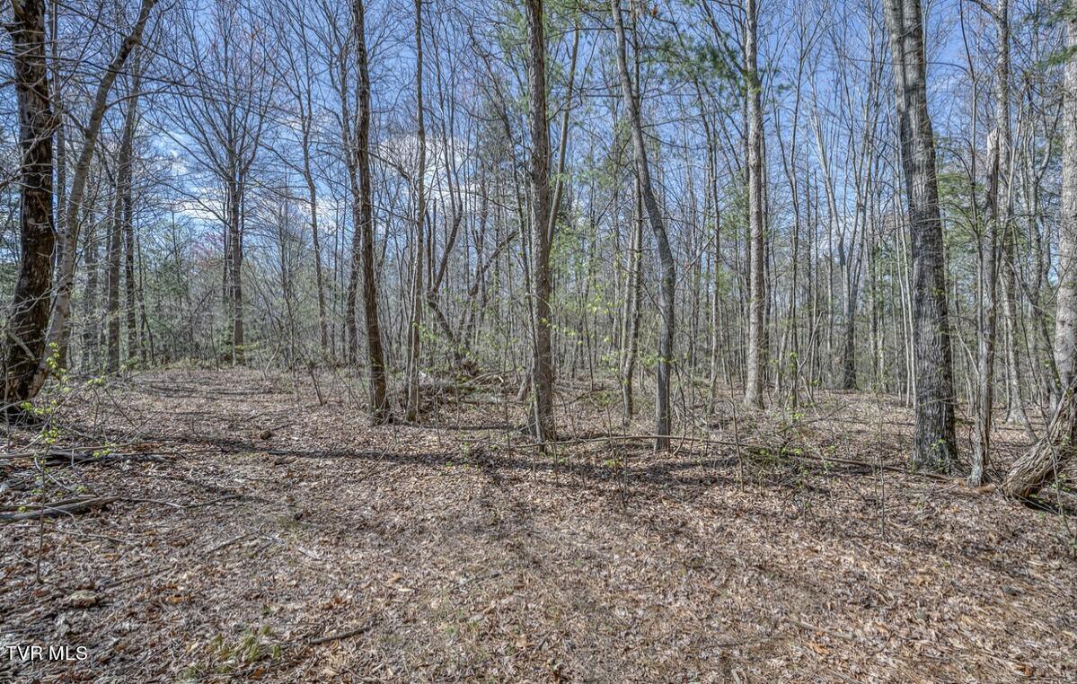 Tbd Little Cassi Creek Road Chuckey, TN 37641 - Photo 21 of 24 IMG_7626