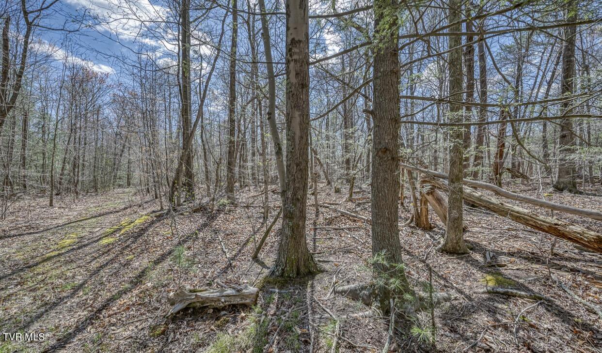 Tbd Little Cassi Creek Road Chuckey, TN 37641 - Photo 22 of 24 IMG_7625