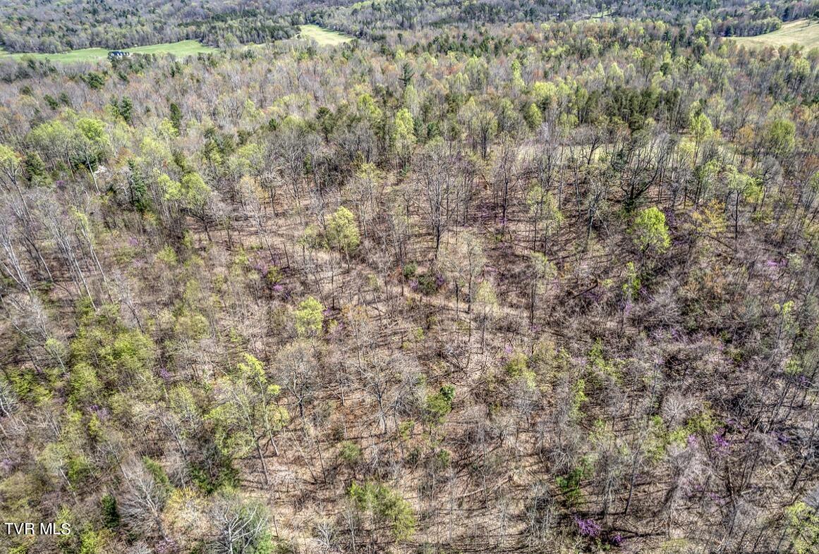 Tbd Little Cassi Creek Road Chuckey, TN 37641 - Photo 8 of 24 IMG_7607