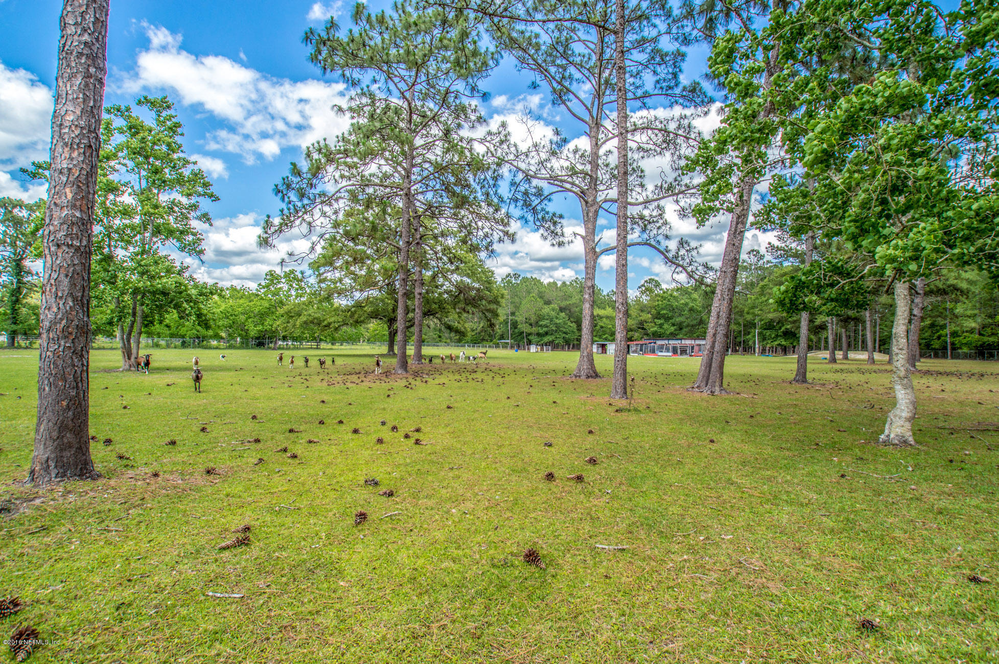 1805 Nolan Road Middleburg, FL 32068 - Photo 49 of 55 Pasture