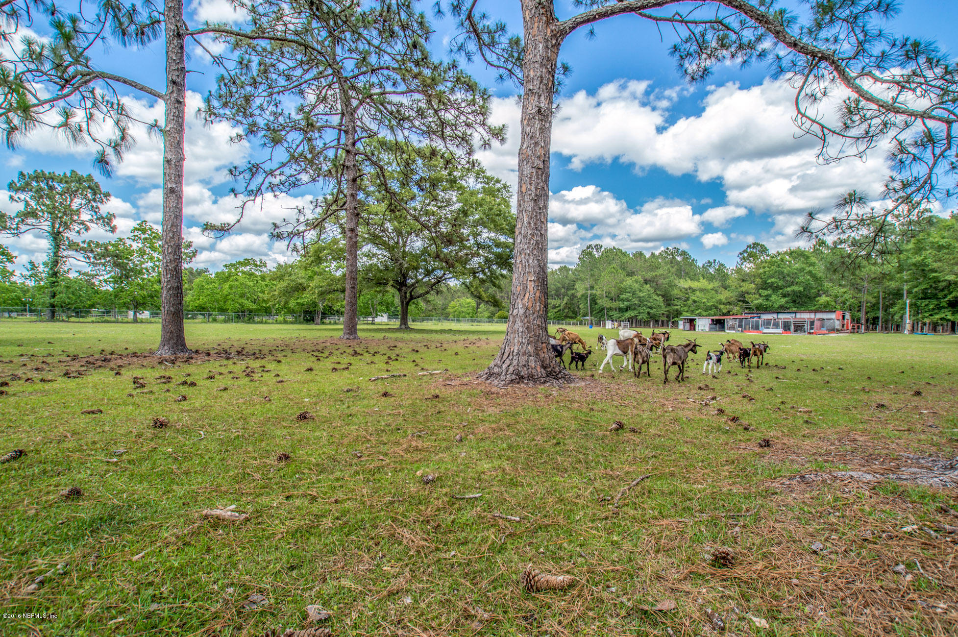 1805 Nolan Road Middleburg, FL 32068 - Photo 53 of 55 Pastures