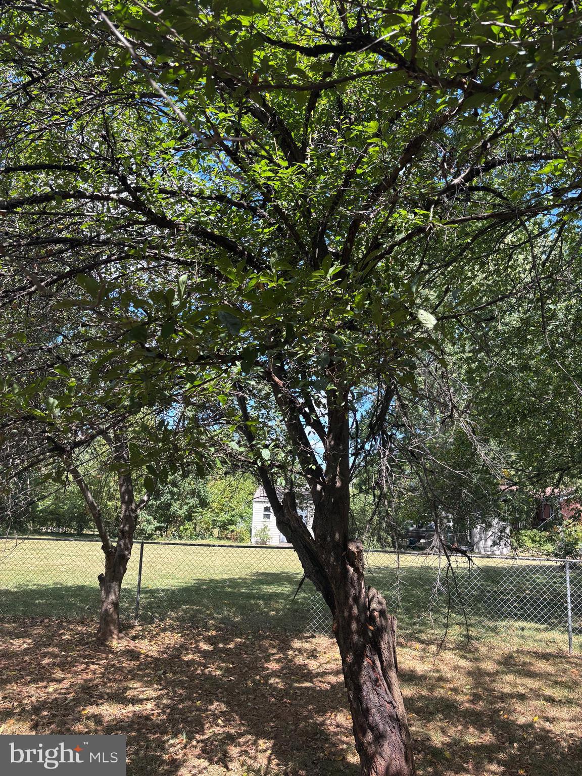 8310 Rolling Road Manassas, VA 20110 - Photo 52 of 58 a view of a tree in a yard next to a large trees