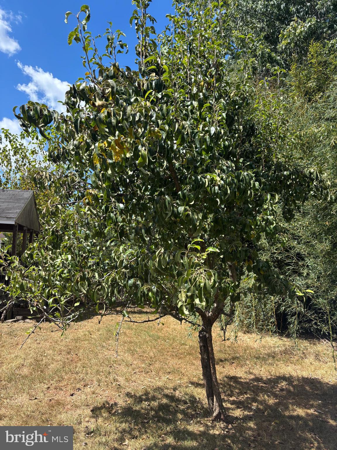 8310 Rolling Road Manassas, VA 20110 - Photo 55 of 58 Pear Tree in the Backyard