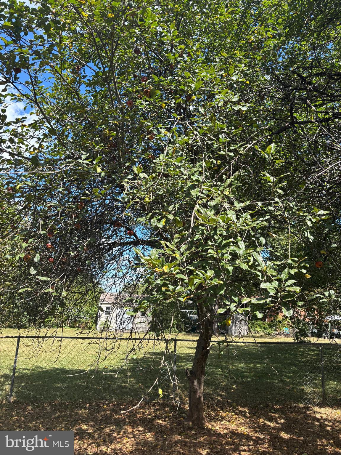 8310 Rolling Road Manassas, VA 20110 - Photo 57 of 58 a view of a large tree next to a lake with large trees