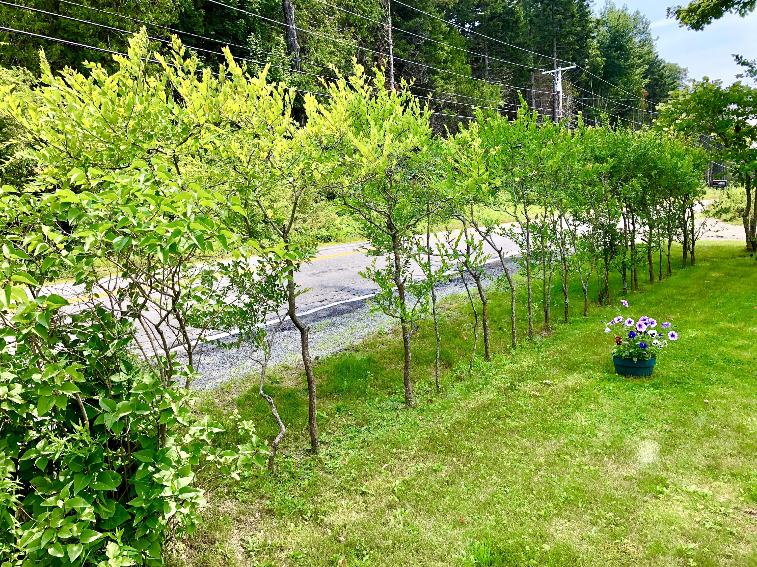 1512 Tremont Road Tremont, ME 04674 - Photo 33 of 39 Privacy landscaping