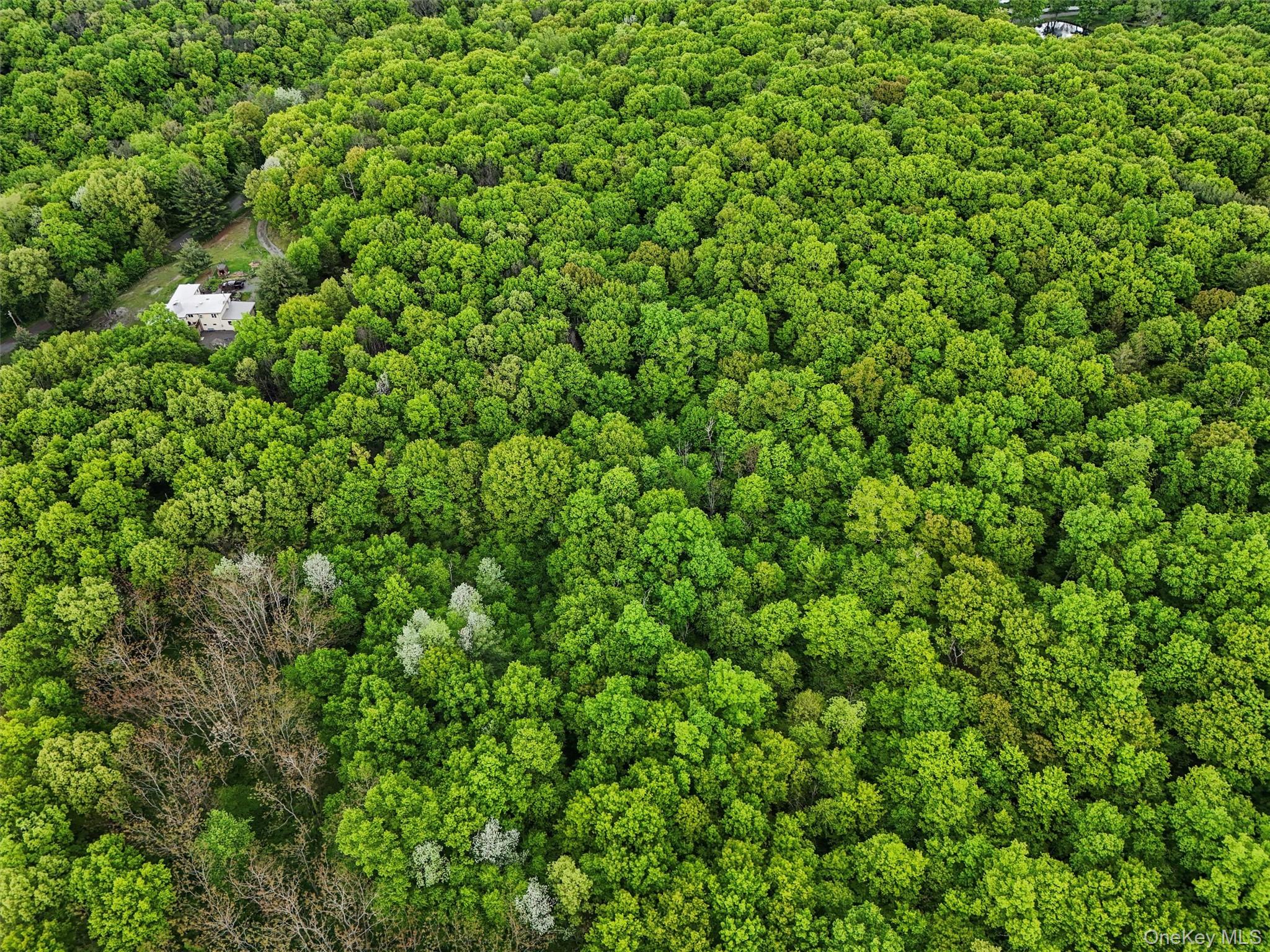Quarfelt Road Clinton Corners, NY 12514 - Photo 3 of 7 a view of a lush green forest