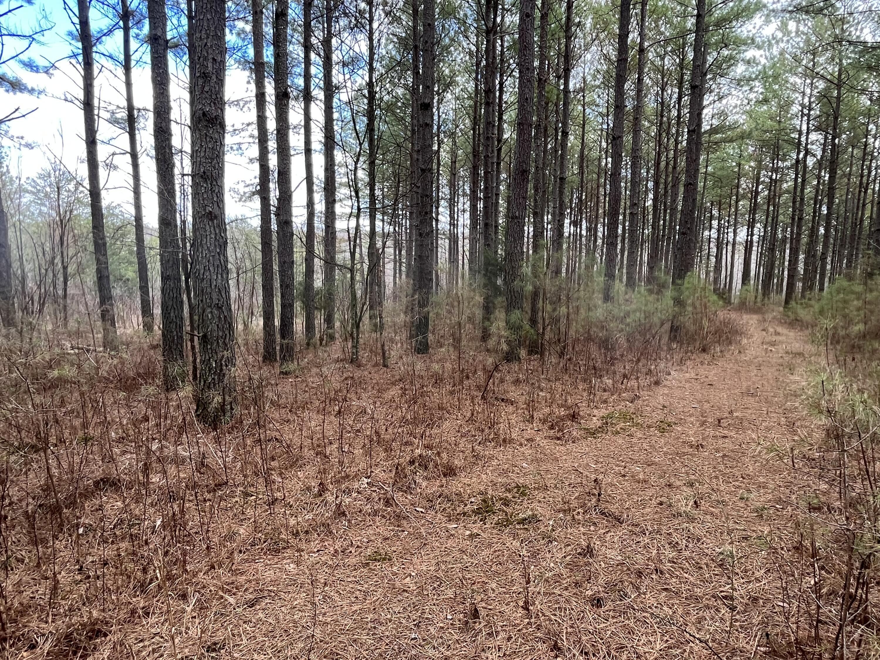 126 Kelly Creek Road Whitwell, TN 37397 - Photo 18 of 61 Photo Feb 22 2023, 12 03 54 PM