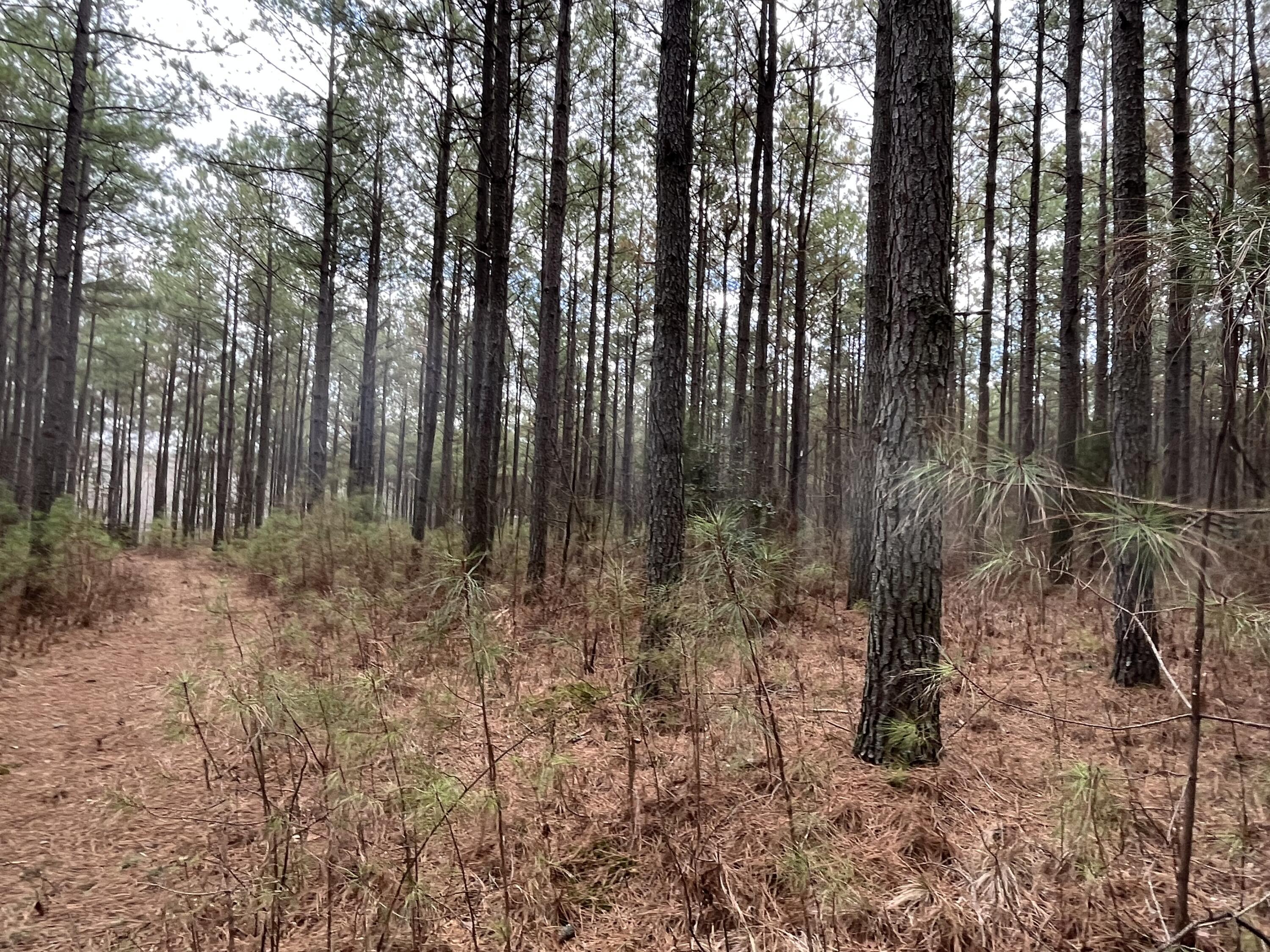 126 Kelly Creek Road Whitwell, TN 37397 - Photo 19 of 61 Photo Feb 22 2023, 12 03 55 PM