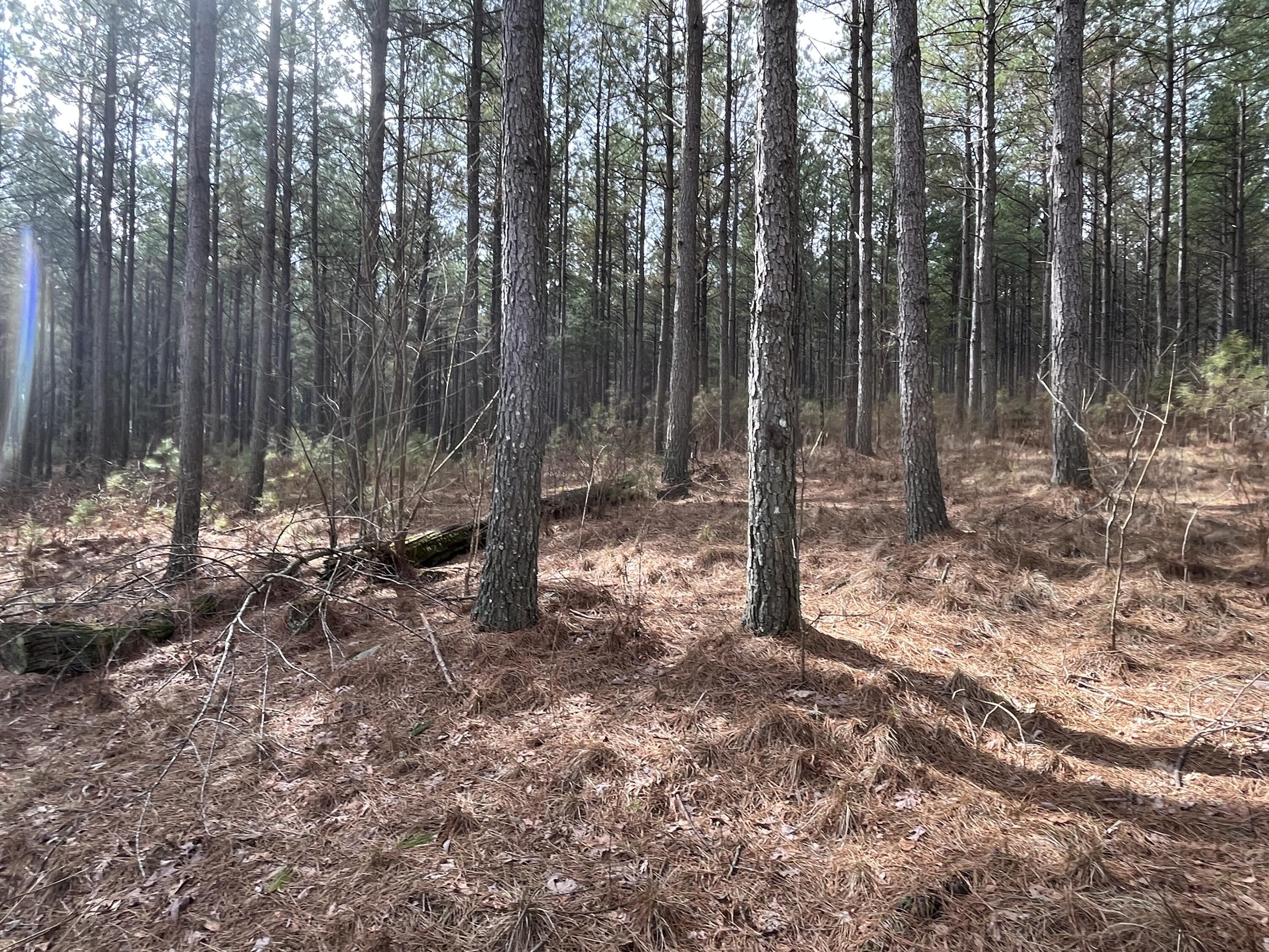 126 Kelly Creek Road Whitwell, TN 37397 - Photo 20 of 61 Photo Feb 22 2023, 12 06 01 PM (1)