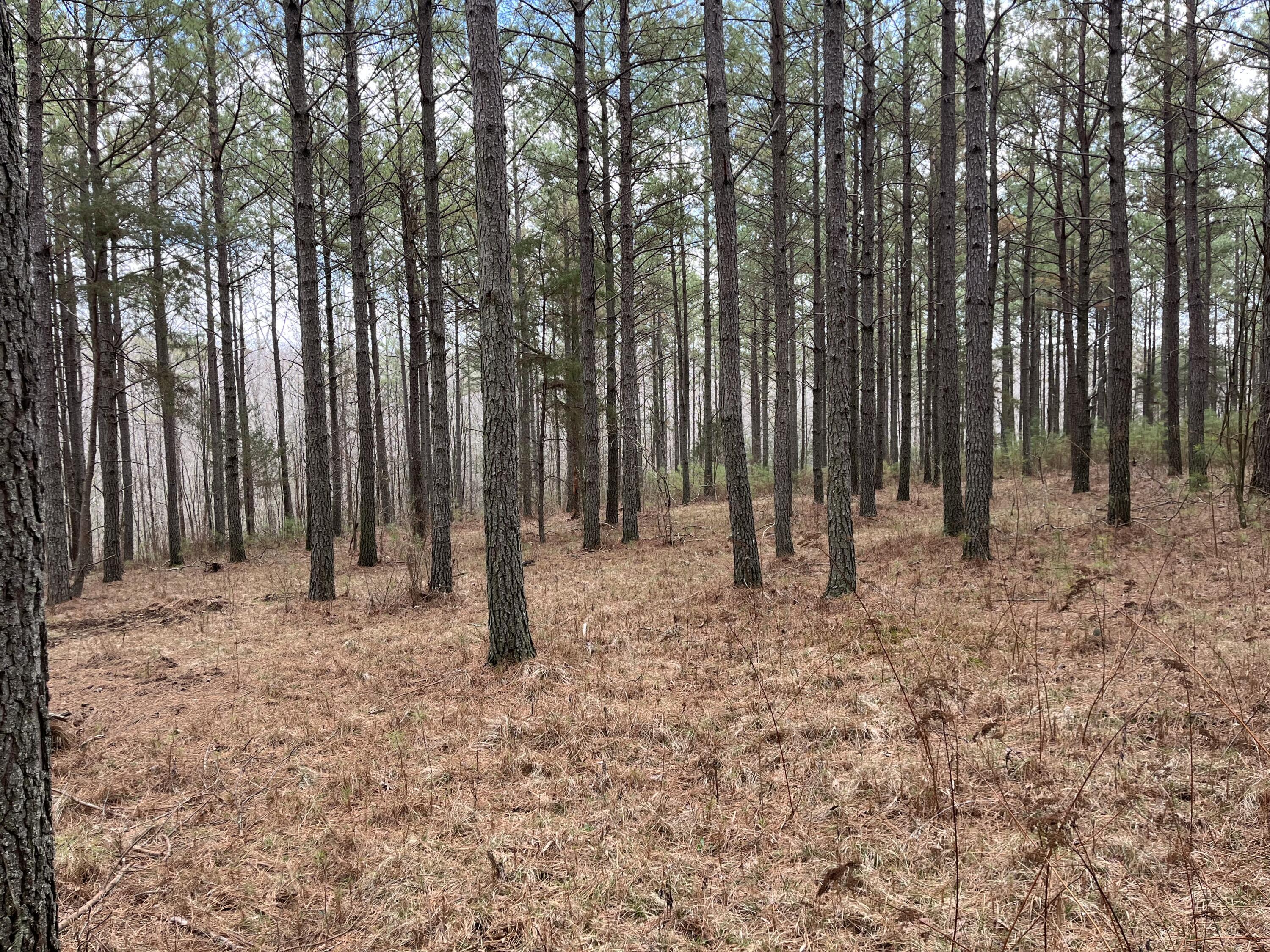 126 Kelly Creek Road Whitwell, TN 37397 - Photo 10 of 61 Photo Feb 22 2023, 12 18 57 PM
