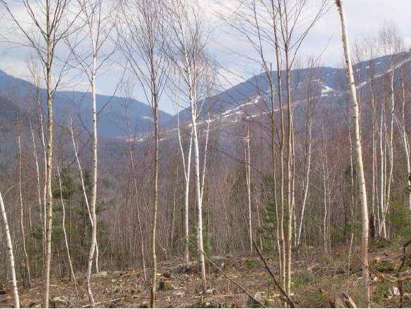 8 Franconia Mountains Road Franconia, NH 03580 - Photo 1 of 1