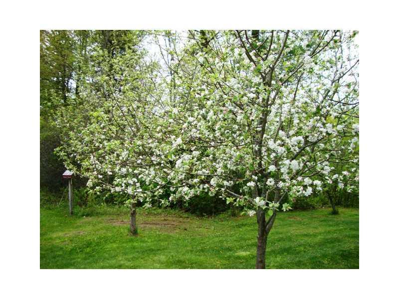 51 Wild Way Cumberland Center, ME 04021 - Photo 23 of 23 Yard/Garden. Apple trees in bloom