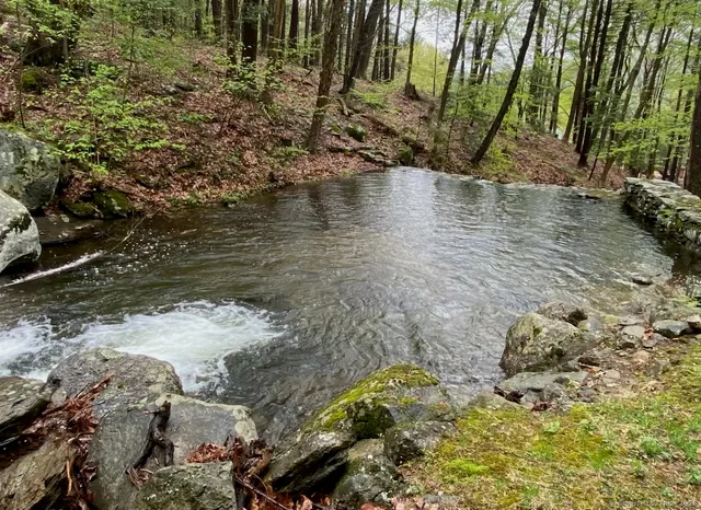 a view of water with a large tree